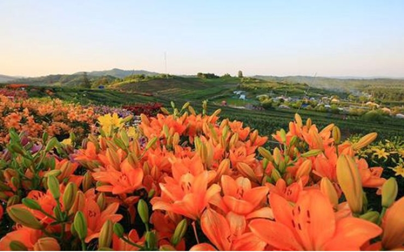 熱力開走！第七屆百合文化旅游節(jié)“百合之路”徒步大會舉行